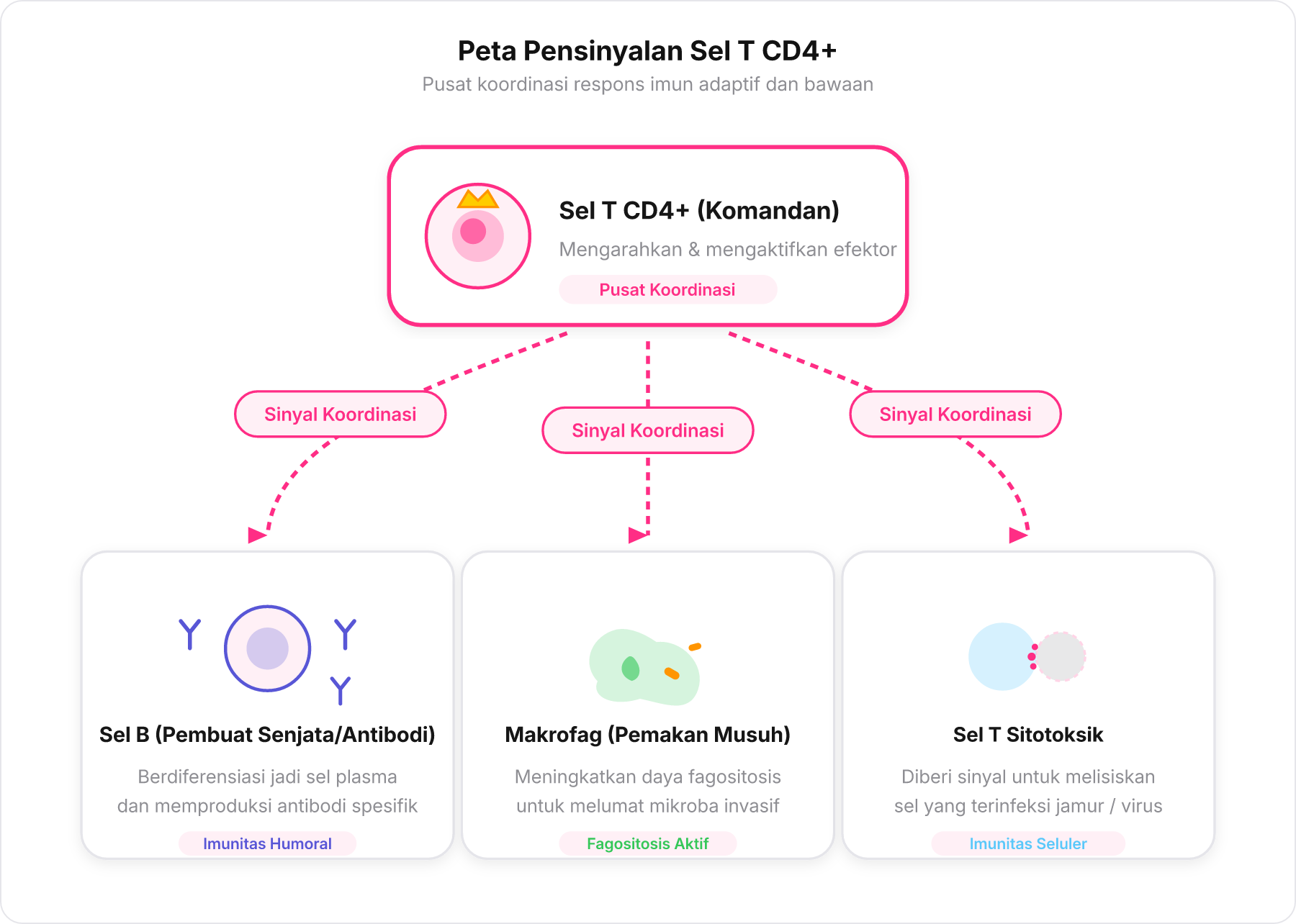 Diagram alur koordinasi sel T CD4+ yang mengaktifkan sel B, makrofag, dan sel T sitotoksik.
