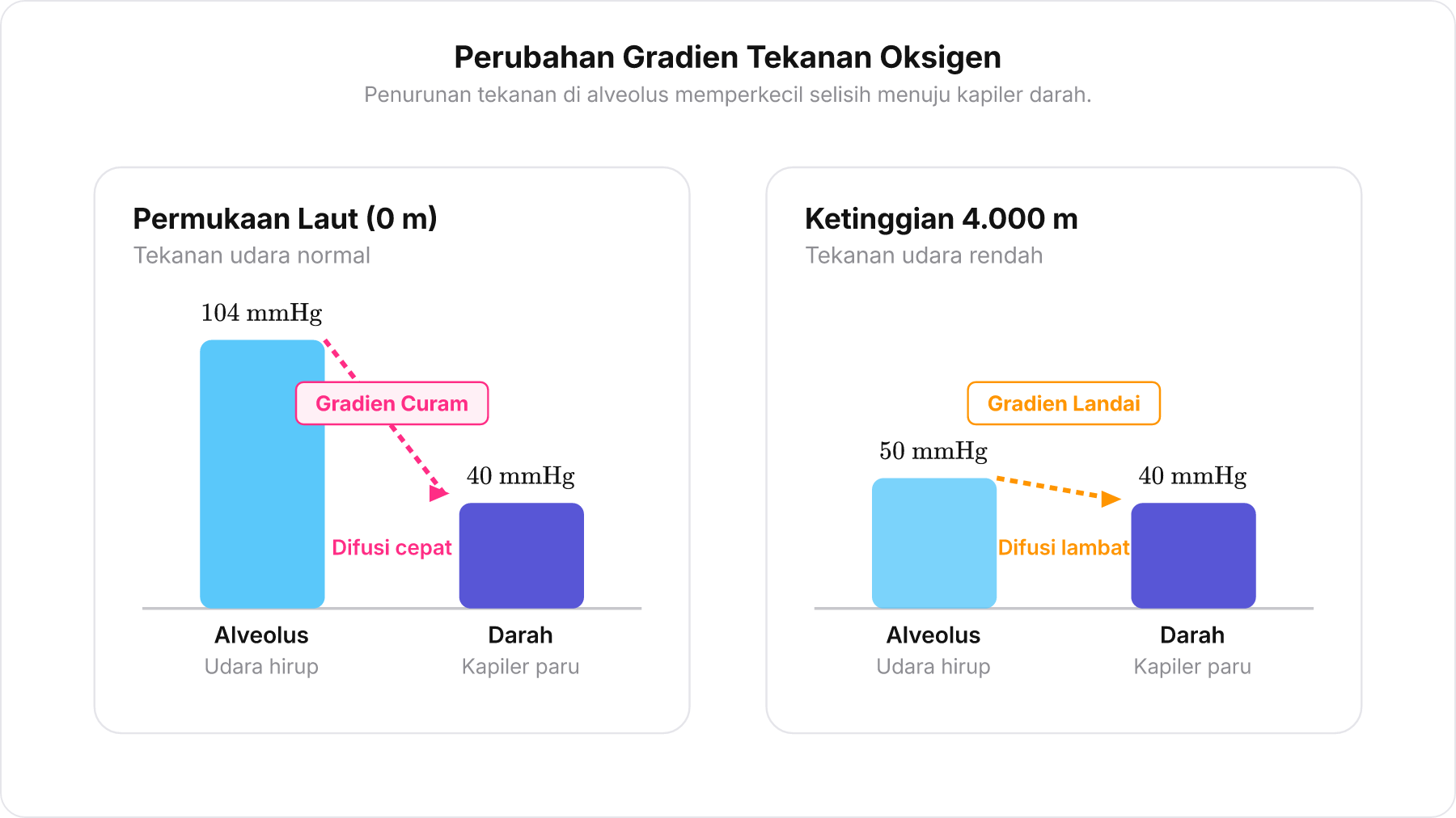 Diagram perbandingan gradien tekanan parsial oksigen antara alveolus dan kapiler darah di permukaan laut versus di ketinggian 4000 m.
