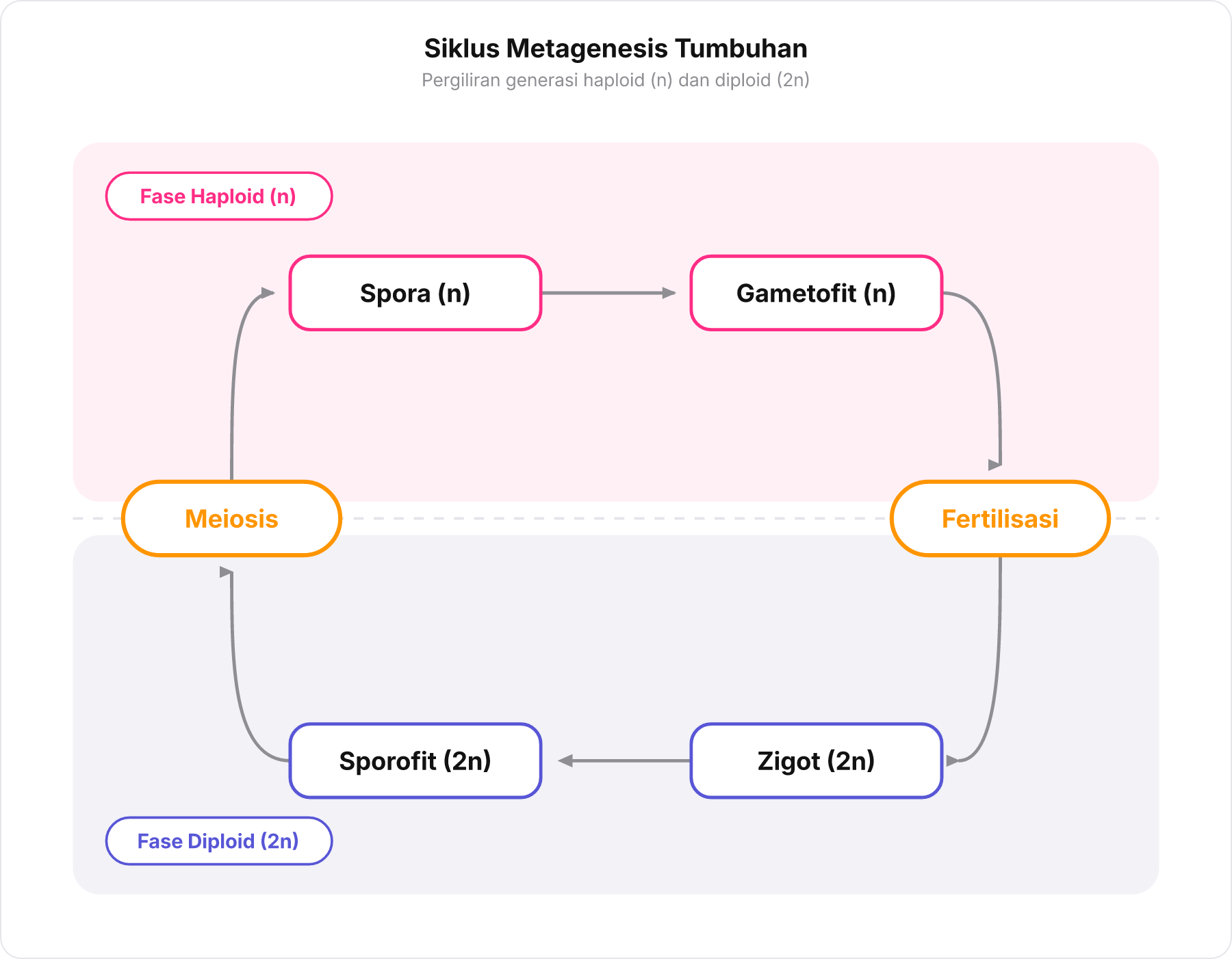 Diagram metagenesis tumbuhan menunjukkan pergiliran keturunan antara generasi gametofit haploid dan sporofit diploid.