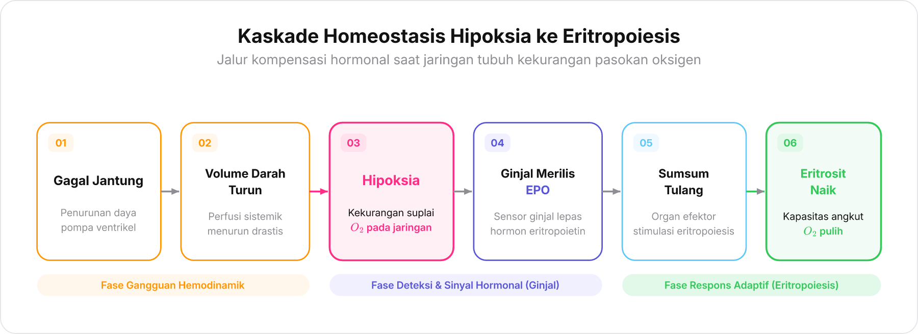 Bagan alir mekanisme kompensasi penurunan perfusi jaringan menuju produksi eritrosit melalui hormon eritropoietin.