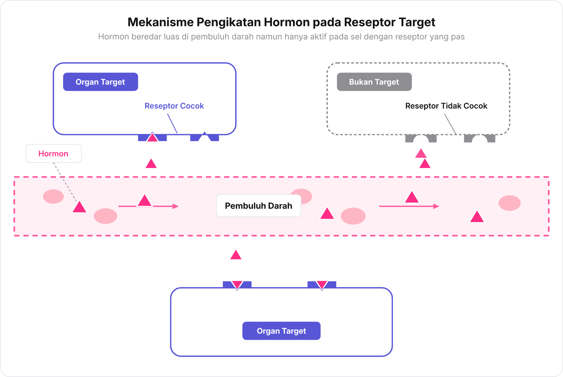 Diagram pembuluh darah berisi hormon segitiga yang mengalir menuju organ target bereseptor cocok dan organ bukan target bereseptor tidak cocok.