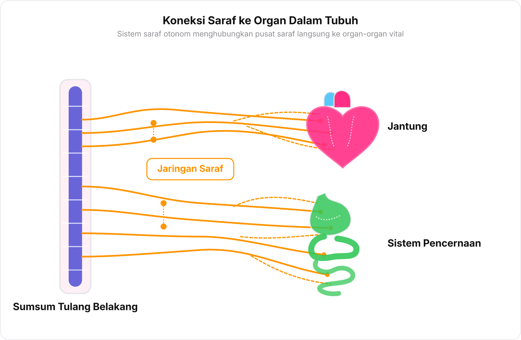 Diagram skematik sumsum tulang belakang dengan serabut jaringan saraf yang bercabang menuju organ dalam seperti jantung dan sistem pencernaan.