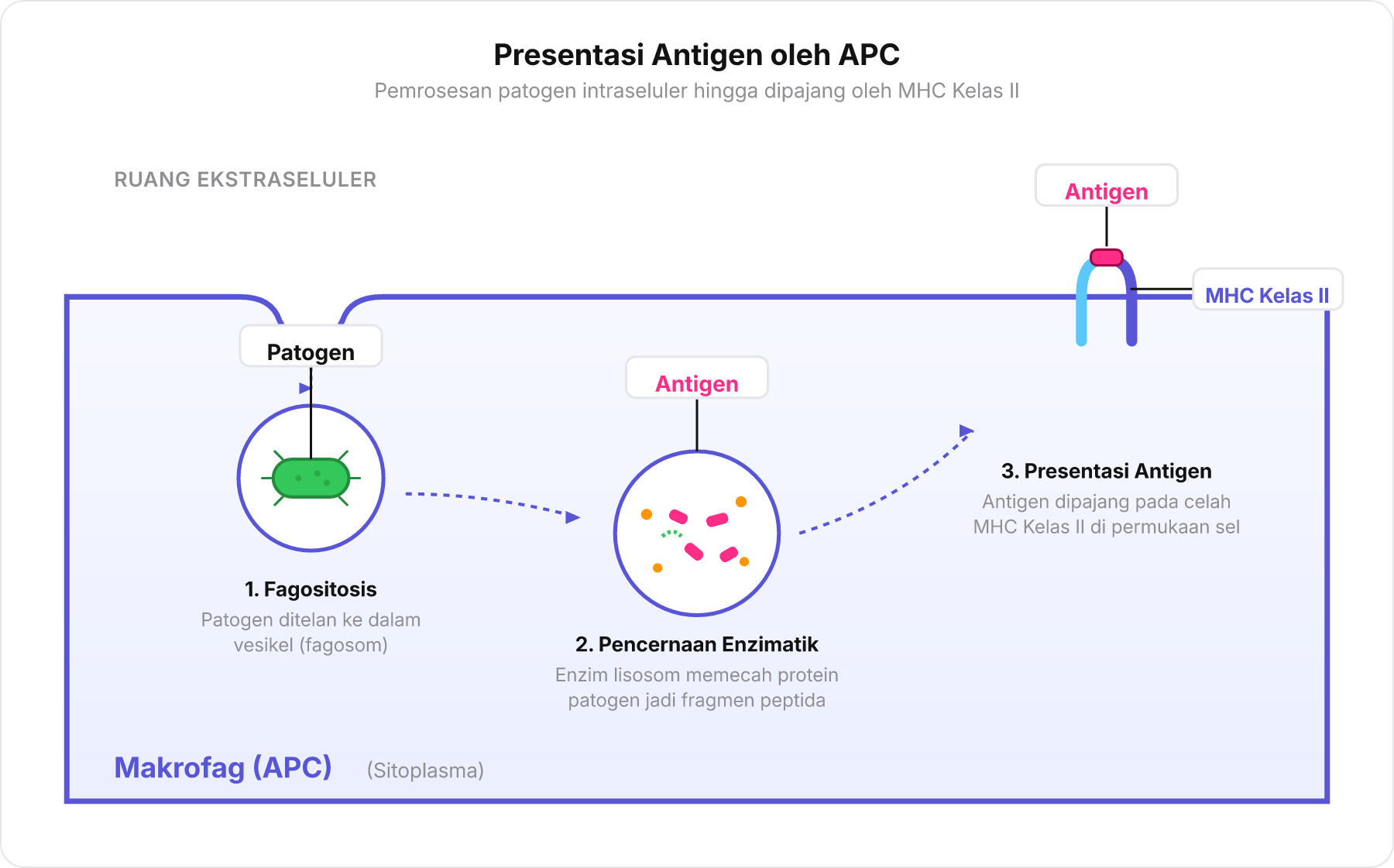 Diagram proses makrofag menelan patogen, memecahnya menjadi peptida antigen, dan memajangnya pada molekul MHC Kelas II di membran sel.