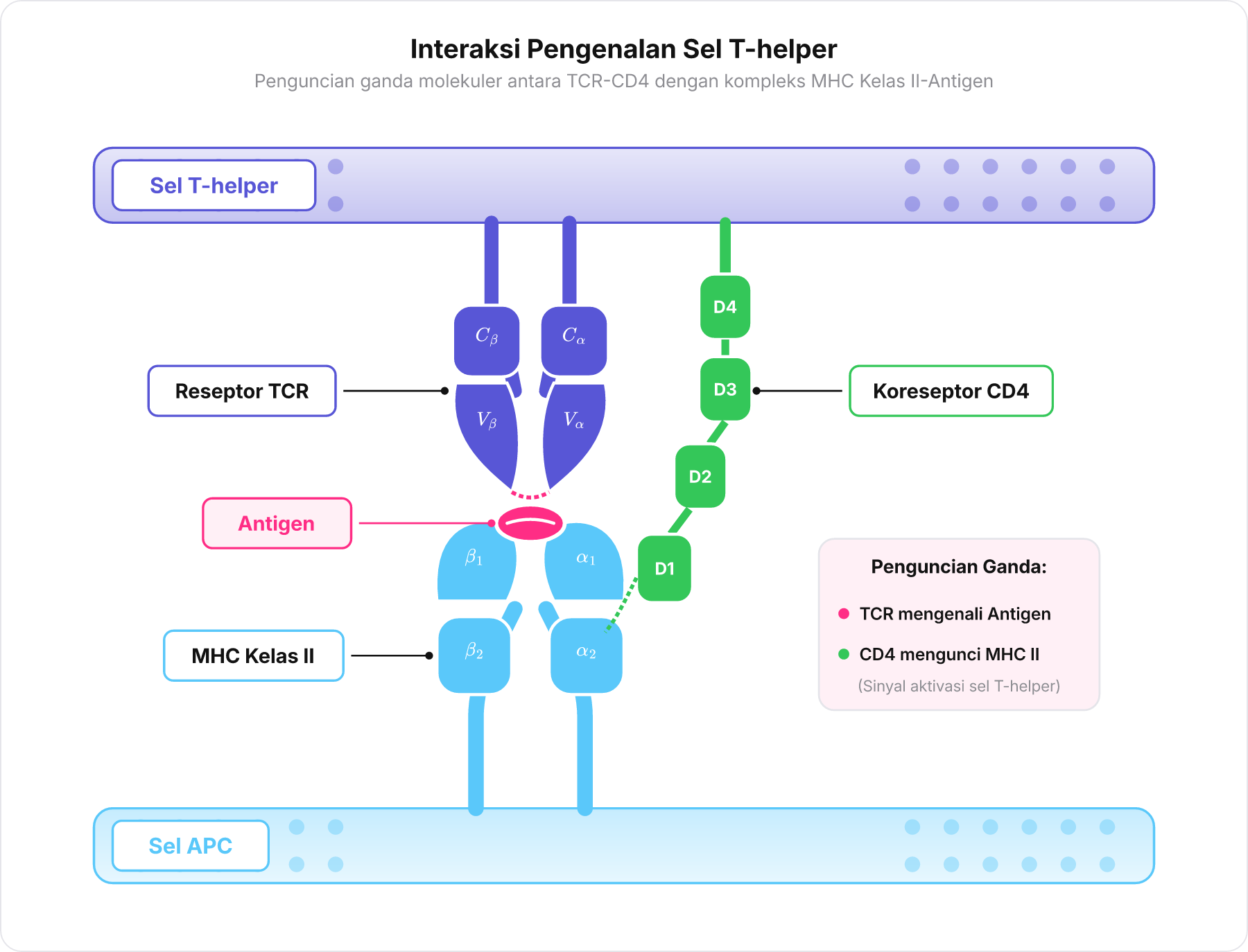 Diagram interaksi molekuler pada sinaps imunologis antara membran APC dan membran sel T-helper yang memperlihatkan penguncian TCR pada antigen dan CD4 pada MHC Kelas II.