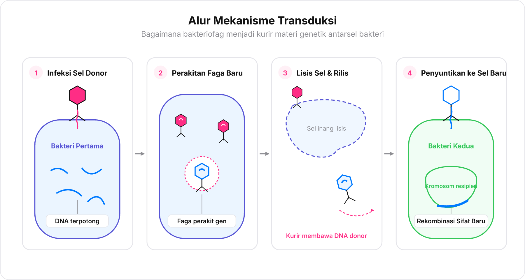 Diagram alur langkah transduksi materi genetik bakteri melalui perantara virus bakteriofag