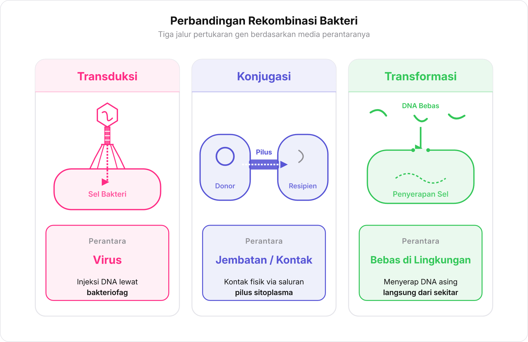 Tabel visual perbandingan tiga mekanisme rekombinasi genetik bakteri: Transduksi, Konjugasi, dan Transformasi