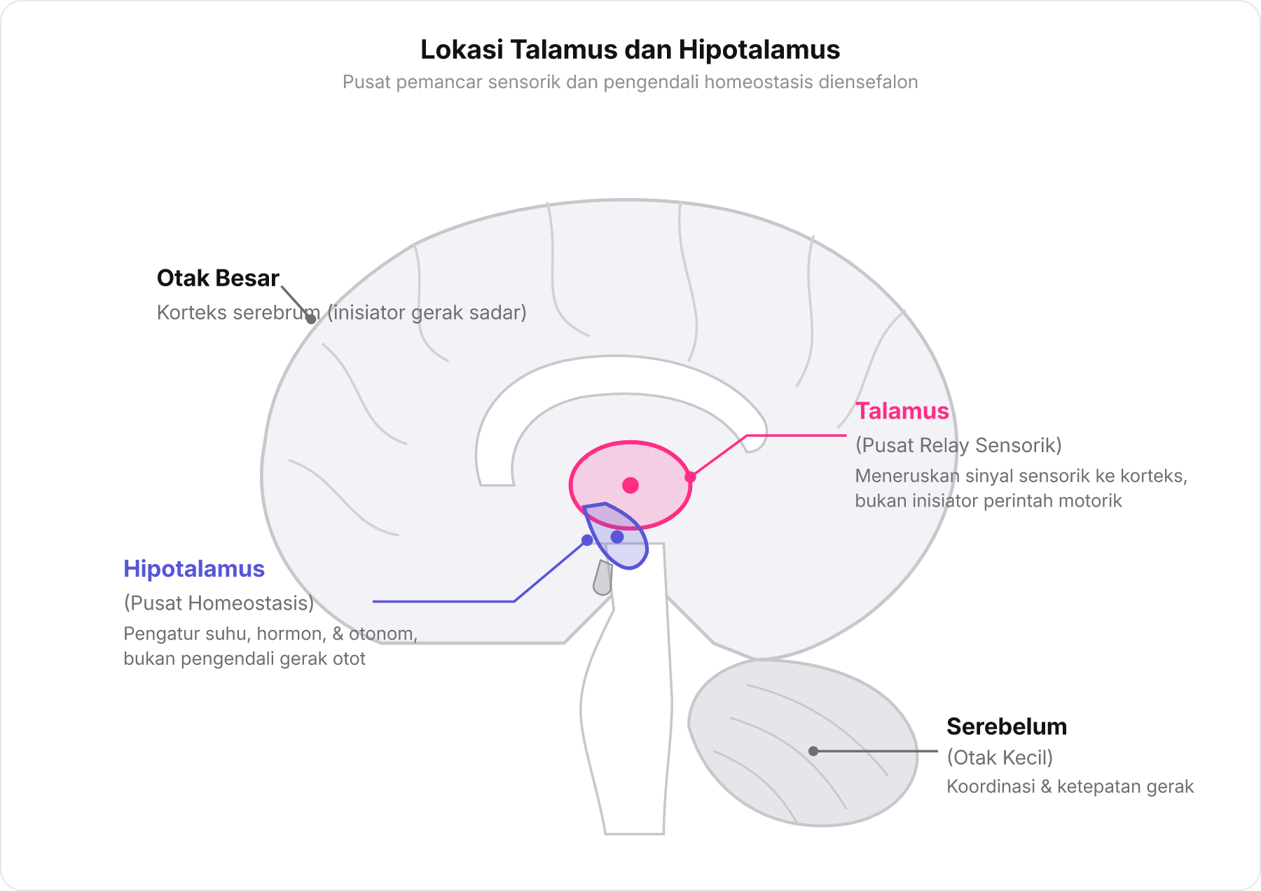 Diagram penampang sagital otak manusia yang menunjukkan posisi sentral talamus dan hipotalamus di dalam diensefalon.