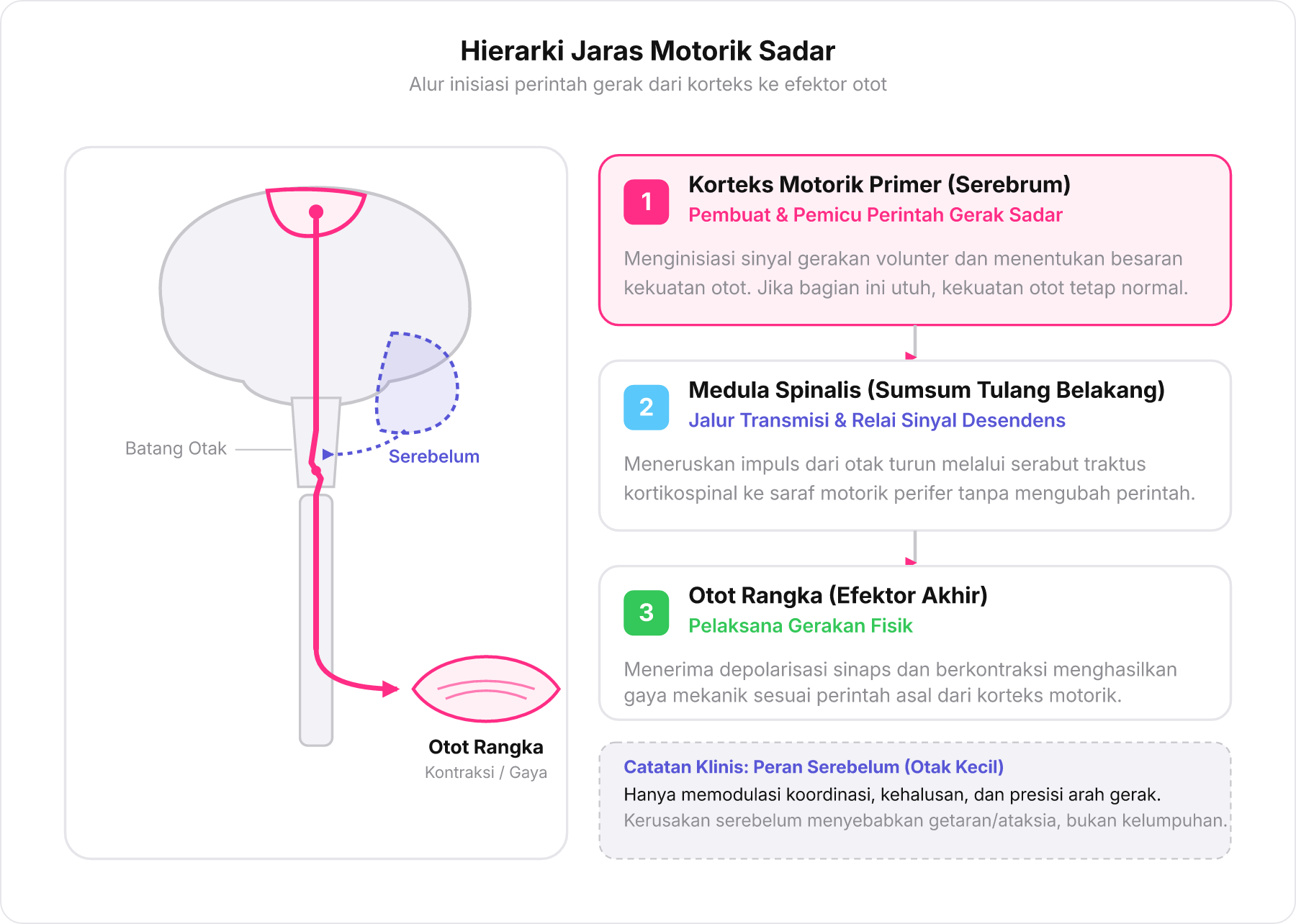Bagan skematis jaras desendens saraf motorik dari korteks motorik primer melalui medula spinalis hingga efektor otot rangka.