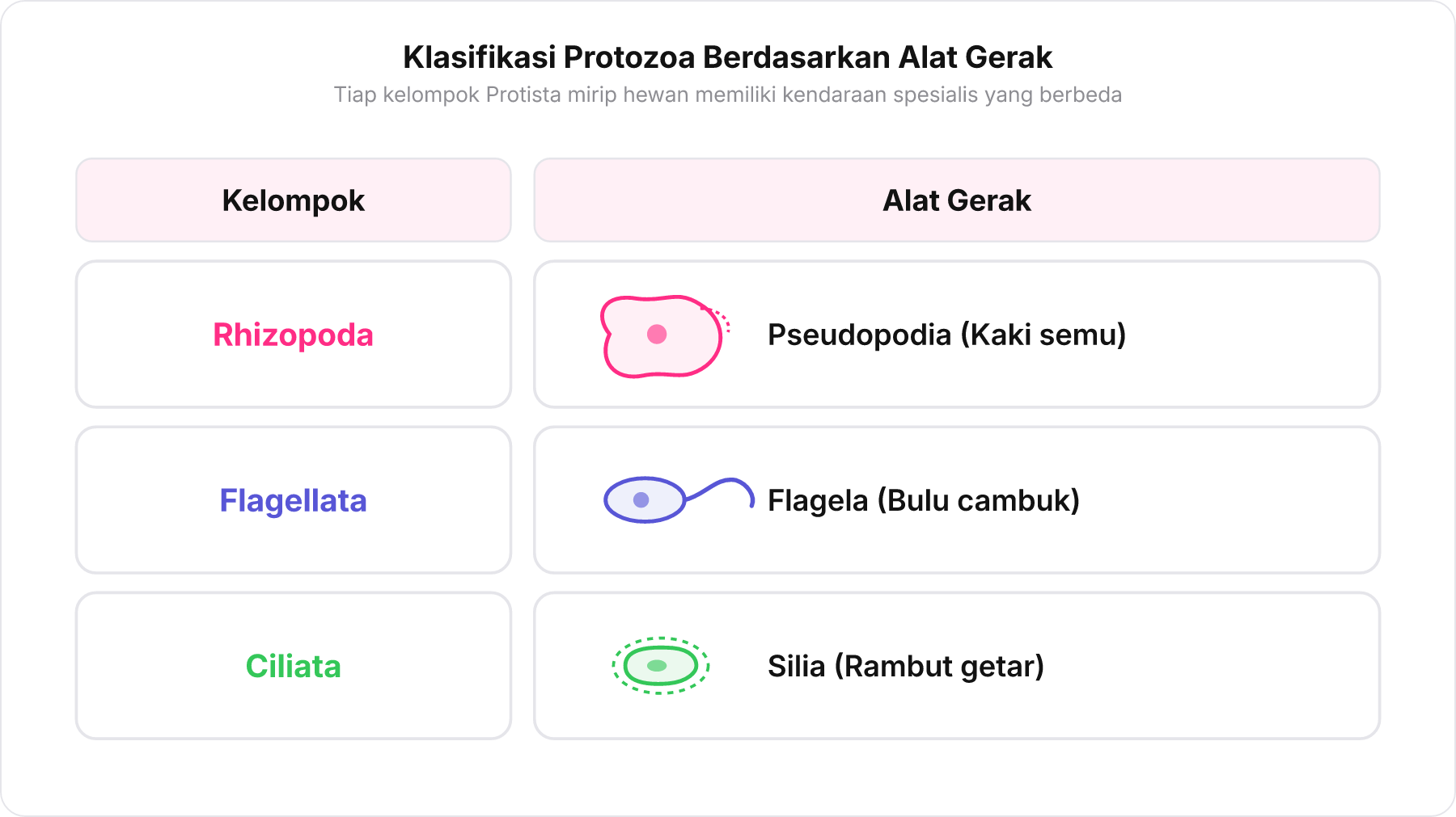 Tabel perbandingan alat gerak Protozoa antara Rhizopoda, Flagellata, dan Ciliata.