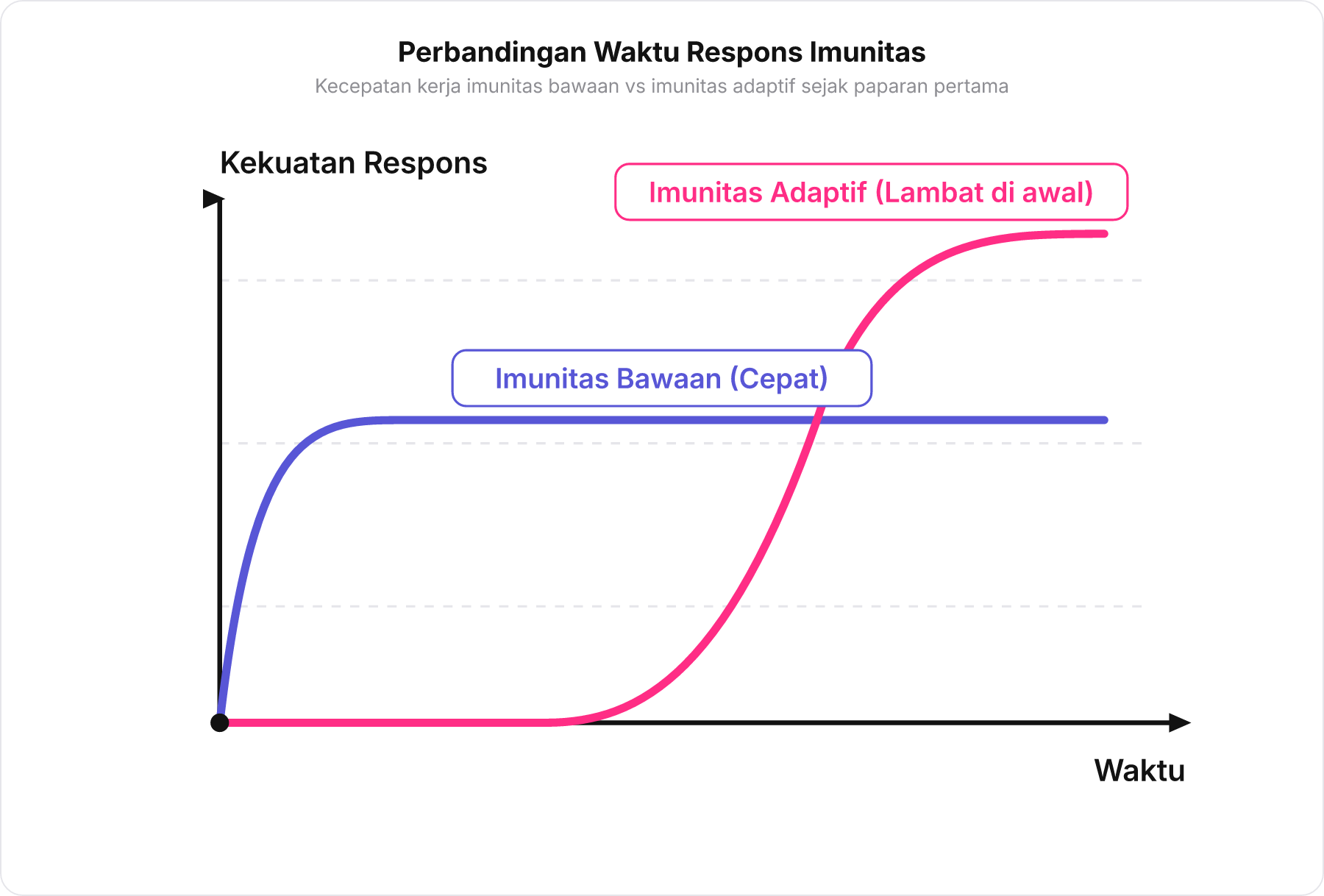 Grafik perbandingan waktu respons antara imunitas bawaan yang bekerja cepat dan imunitas adaptif yang membutuhkan waktu pengenalan di awal