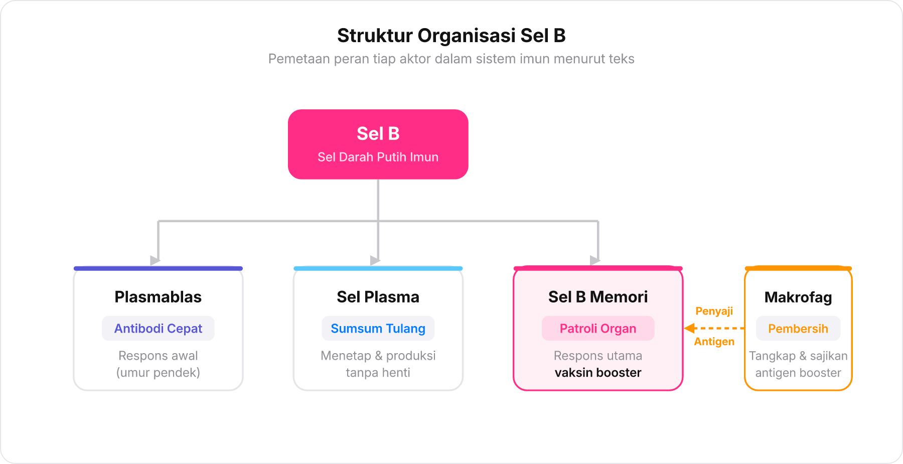 Diagram pohon struktur organisasi sel B dan cabang perannya masing-masing