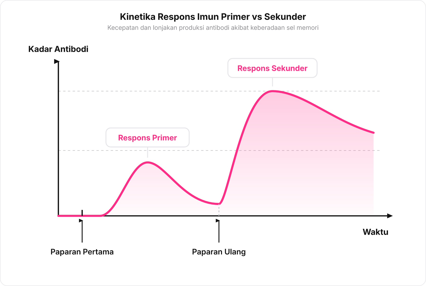 Grafik kinetika kadar antibodi terhadap waktu membandingkan respons primer dan respons sekunder.