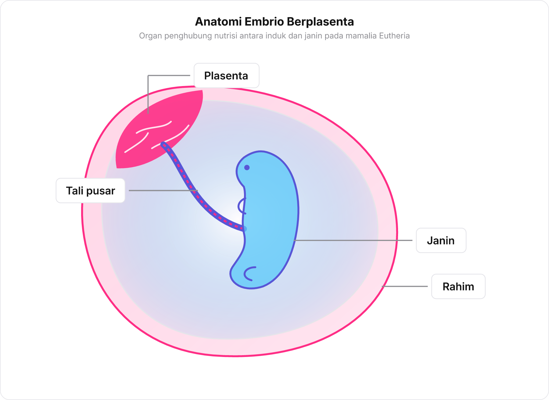 Diagram embrio mamalia di dalam rahim yang memperlihatkan organ plasenta, tali pusar, dan janin.