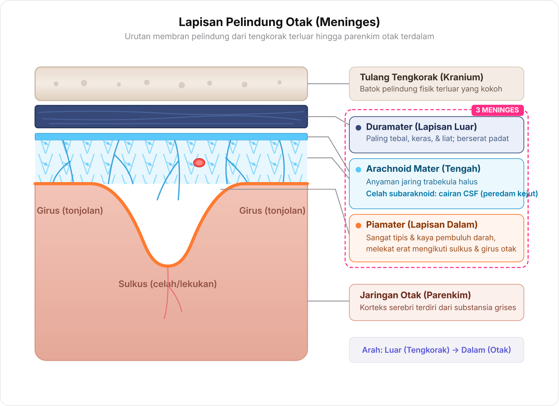 Diagram penampang lintang lapisan pelindung otak dari tulang tengkorak hingga jaringan otak