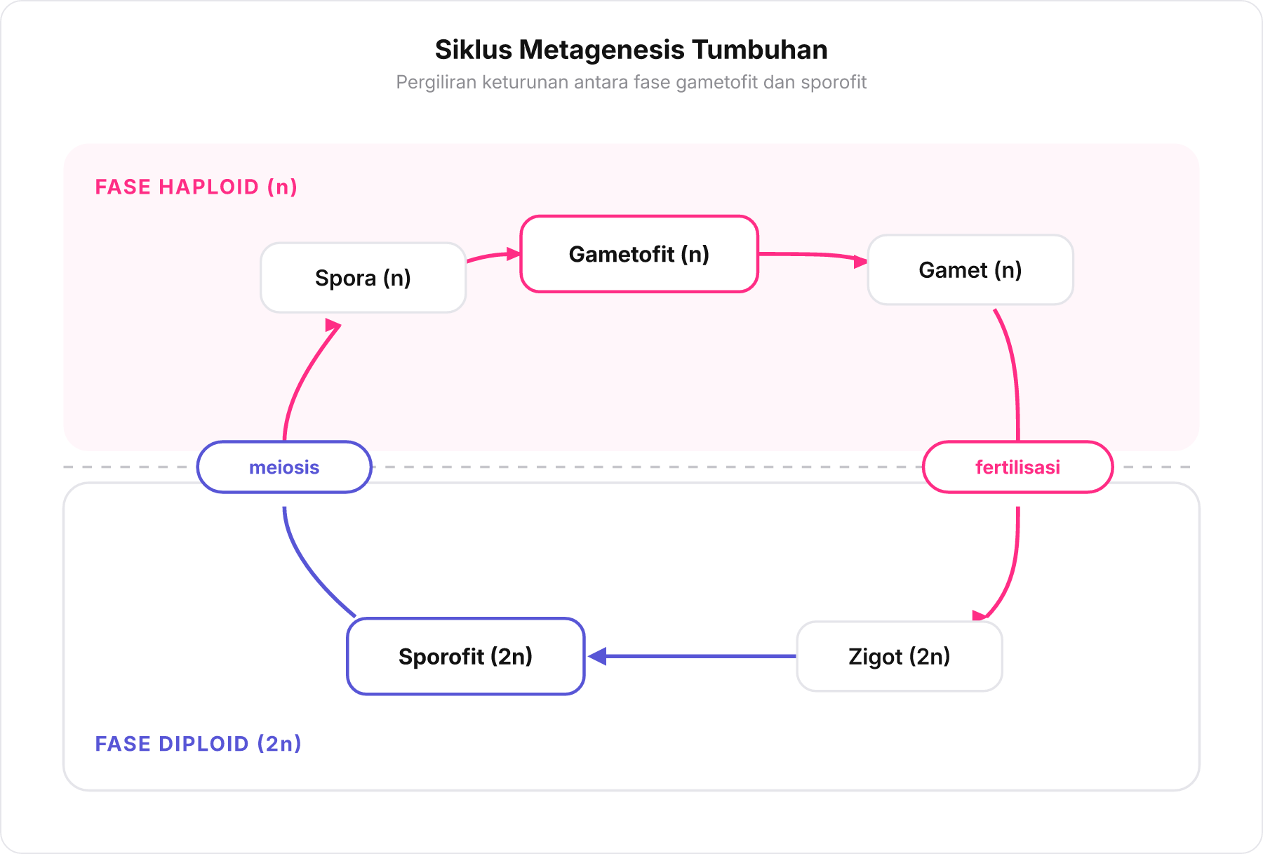 Diagram pergiliran keturunan atau metagenesis antara gametofit haploid dan sporofit diploid.