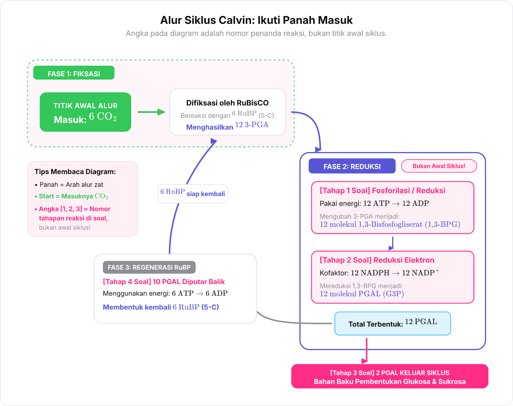 Diagram alur Siklus Calvin yang menunjukkan titik masuk CO2 pada fiksasi, diikuti Tahap 1 dan 2 di fase reduksi, serta percabangan produk PGAL.