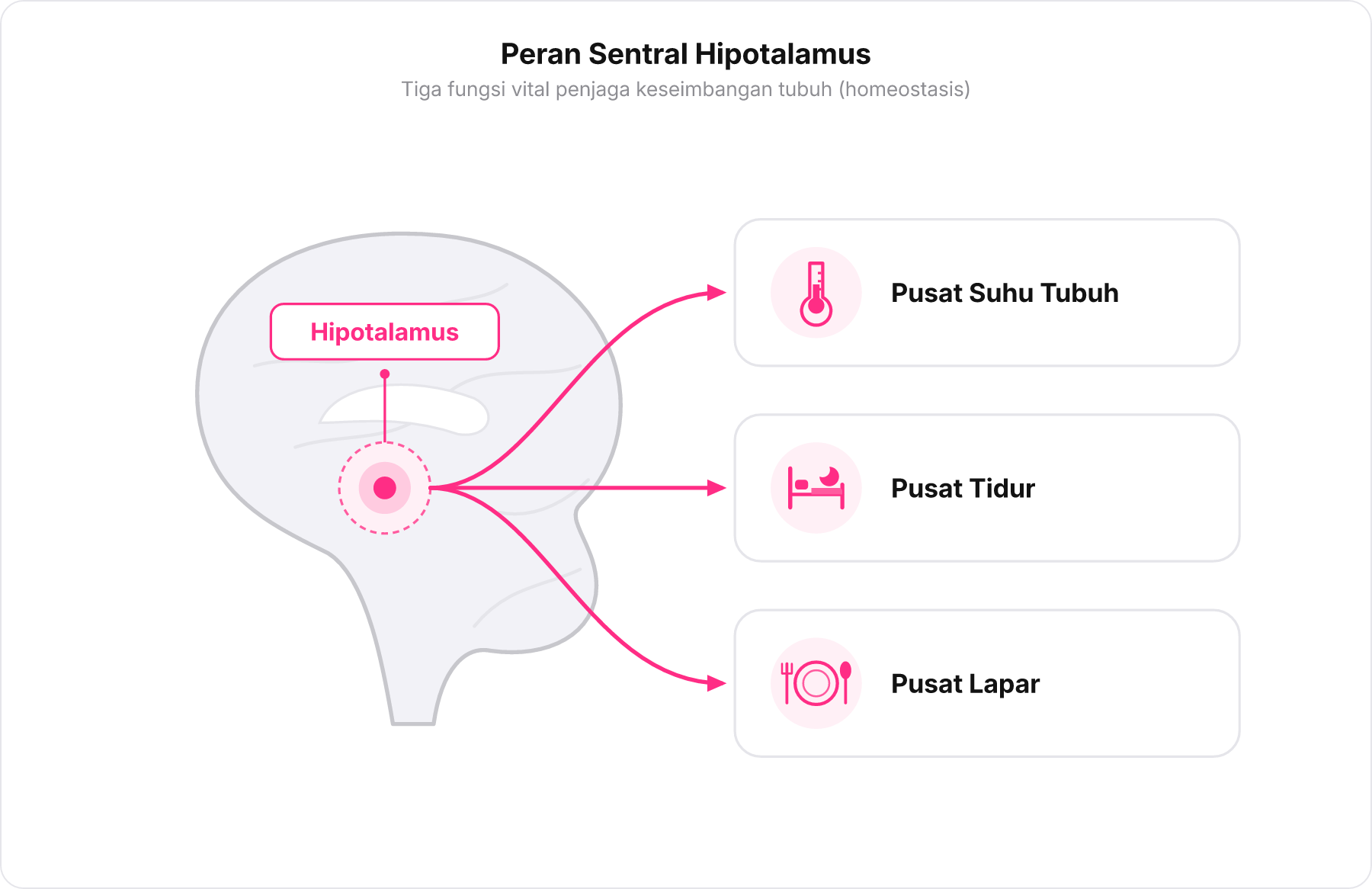 Diagram skematik otak manusia menyorot posisi hipotalamus yang terhubung ke tiga fungsi homeostasis utama: suhu tubuh, tidur, dan lapar.