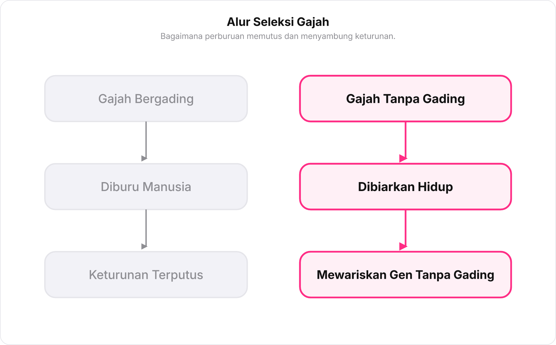 Diagram alur seleksi gajah bergading yang mati dan gajah tanpa gading yang beranak pinak.