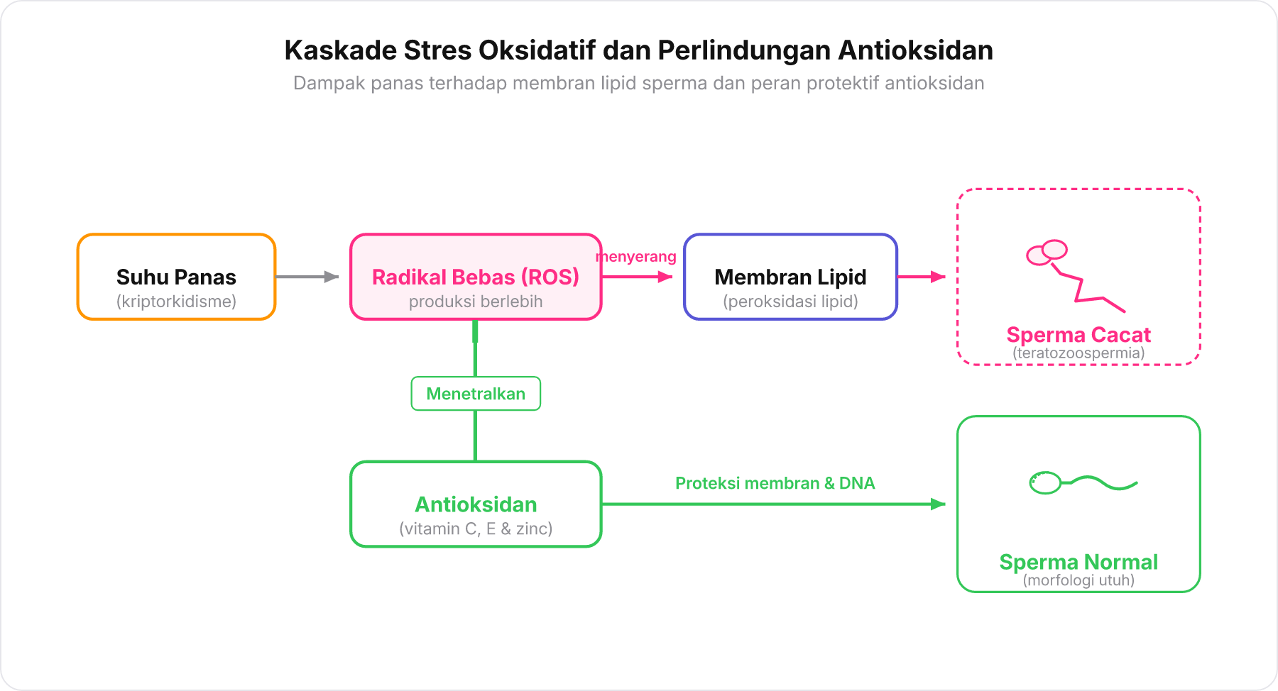 Diagram alur pembentukan stres oksidatif akibat panas dan peran antioksidan terhadap morfologi sperma