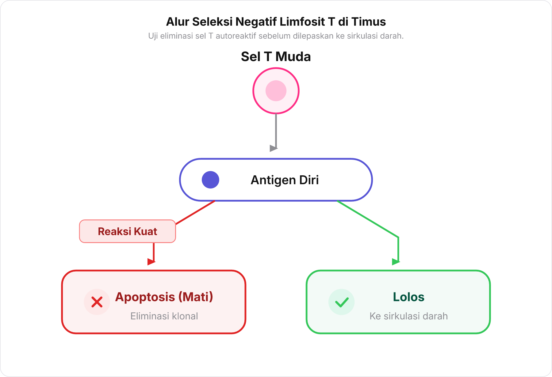 Diagram alur proses seleksi negatif pada pematangan sel T di timus