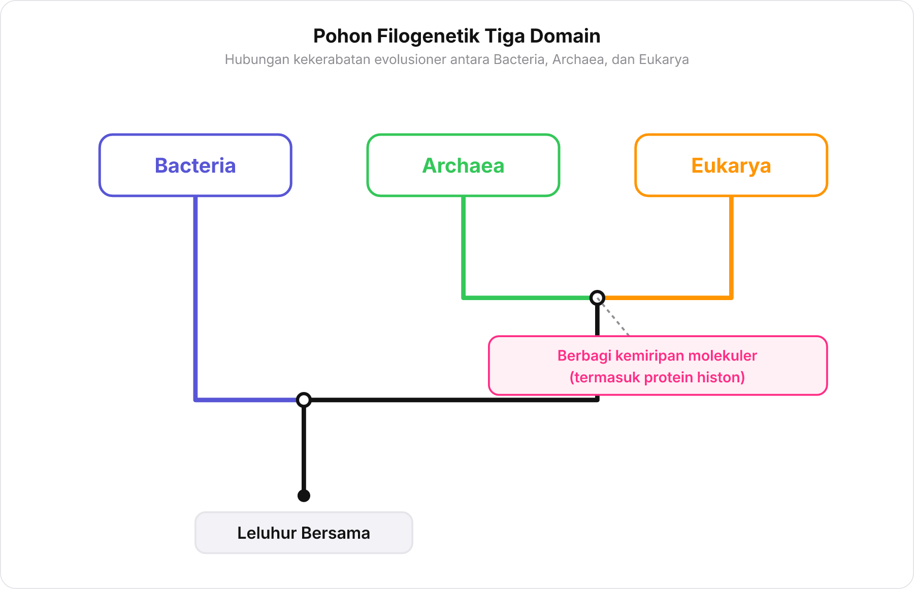 Diagram pohon filogenetik tiga domain kehidupan menurut Carl Woese.