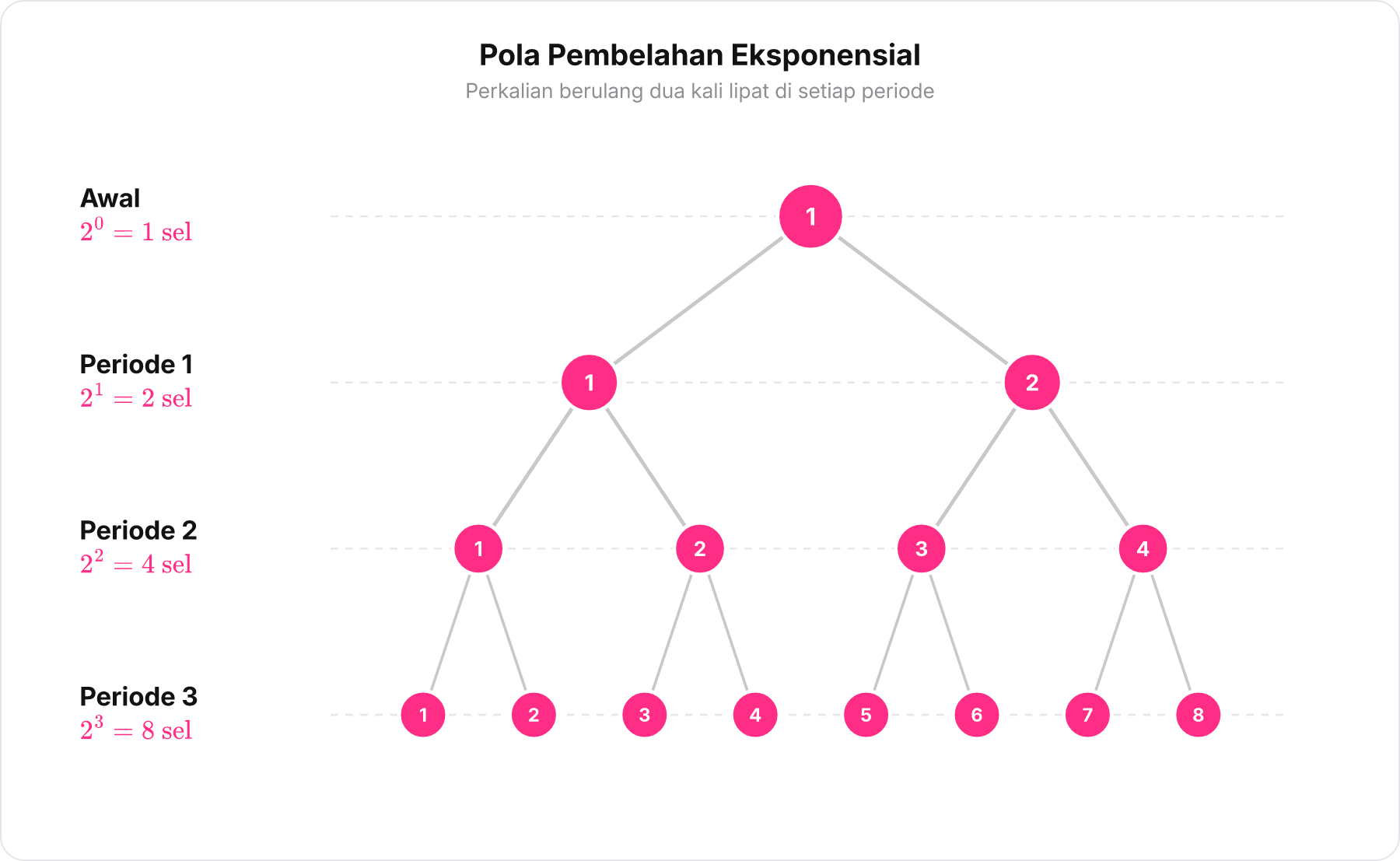 Diagram pohon pembelahan bakteri dari 1 sel menjadi 8 sel dalam 3 periode.