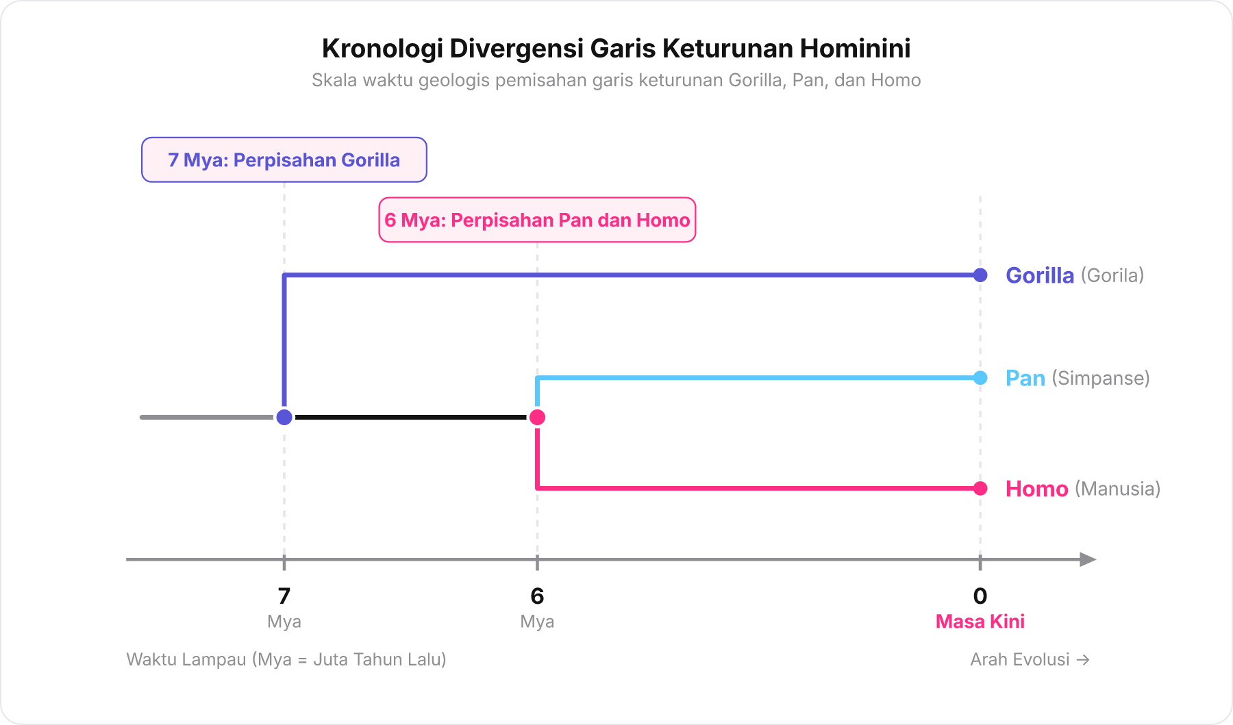 Garis waktu divergensi Hominidae yang membandingkan perpisahan Gorilla pada 7 Mya dan perpisahan Pan serta Homo pada 6 Mya hingga masa kini.