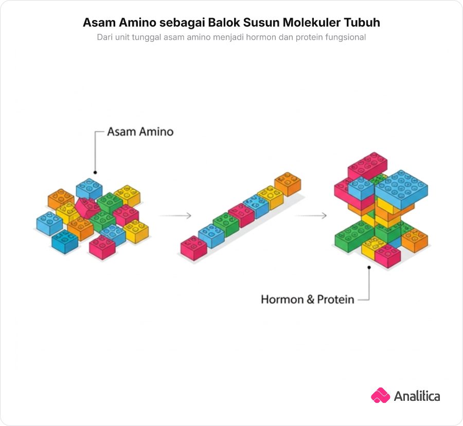 Ilustrasi balok mainan lego aneka warna dirakit menjadi struktur protein dan hormon yang fungsional