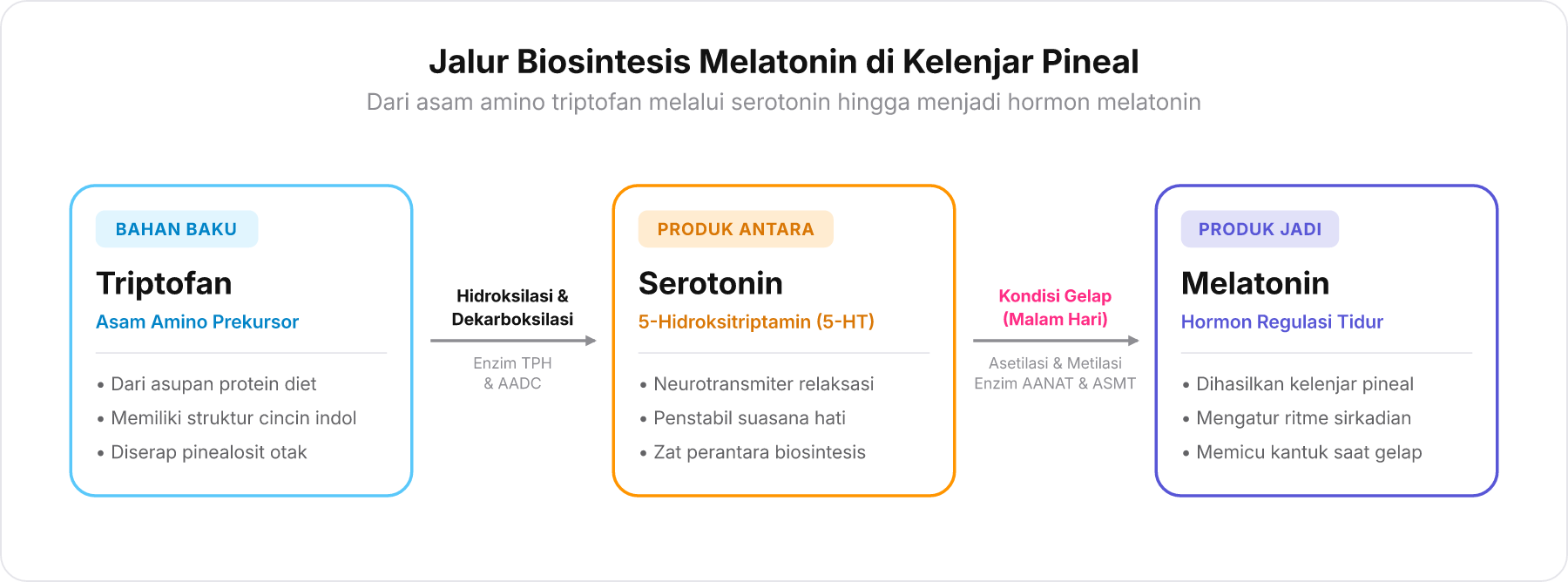 Diagram alur biosintesis melatonin dari triptofan melalui serotonin hingga menjadi melatonin di kelenjar pineal
