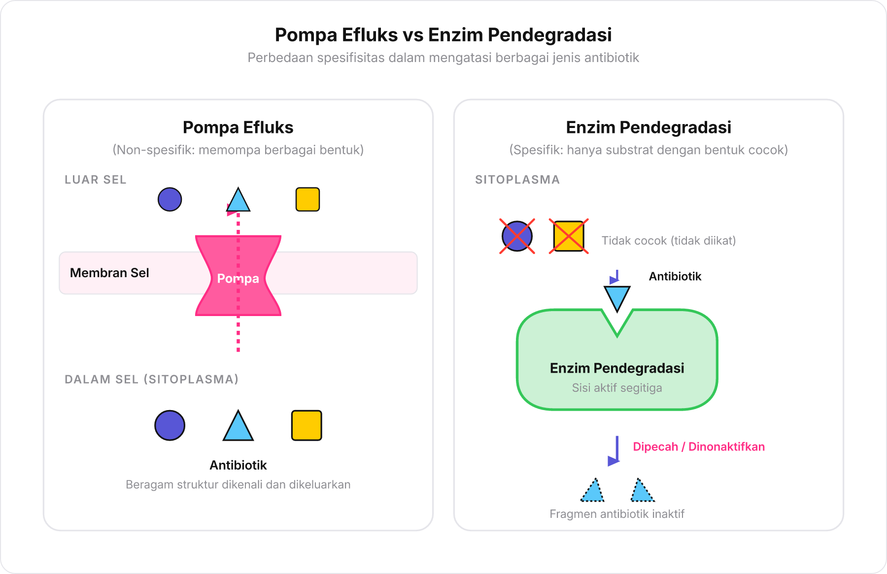 Perbandingan mekanisme kerja pompa efluks yang non-spesifik dan enzim pendegradasi yang spesifik terhadap bentuk antibiotik