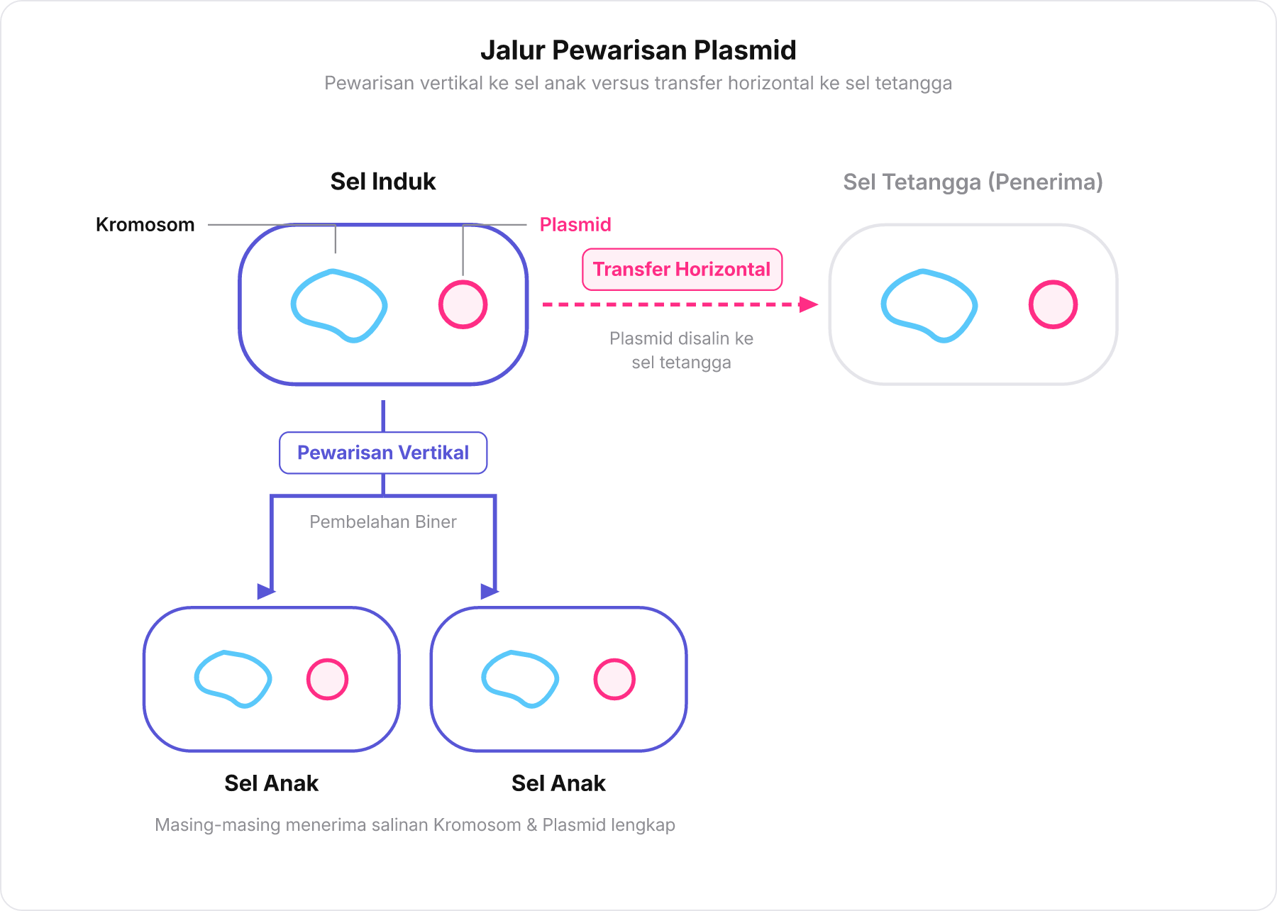 Diagram pewarisan plasmid secara vertikal melalui pembelahan sel dan transfer horizontal antar bakteri
