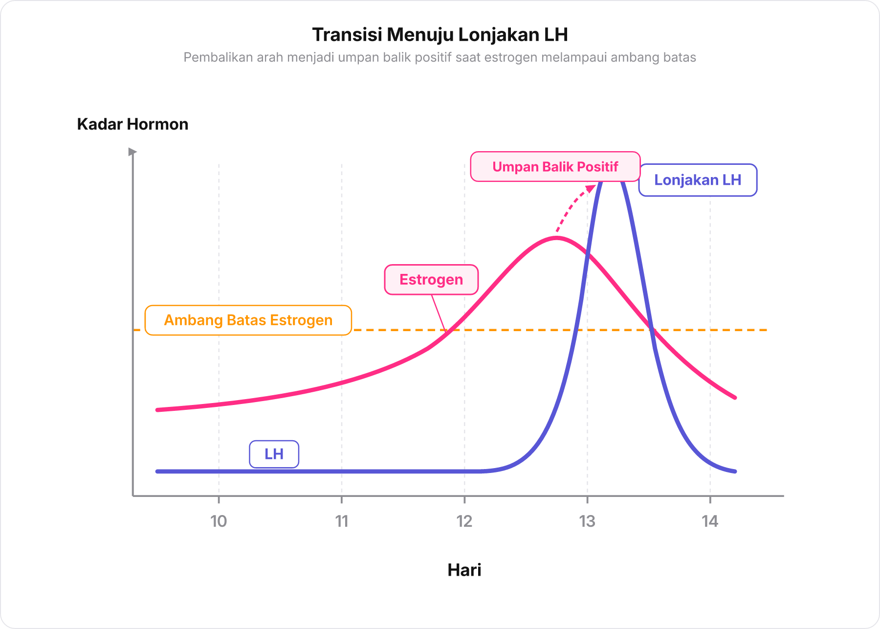 Grafik hormon estrogen dan LH pada rentang hari 10 hingga 14 menunjukkan estrogen menembus ambang batas dan memicu lonjakan tajam LH lewat mekanisme umpan balik positif.