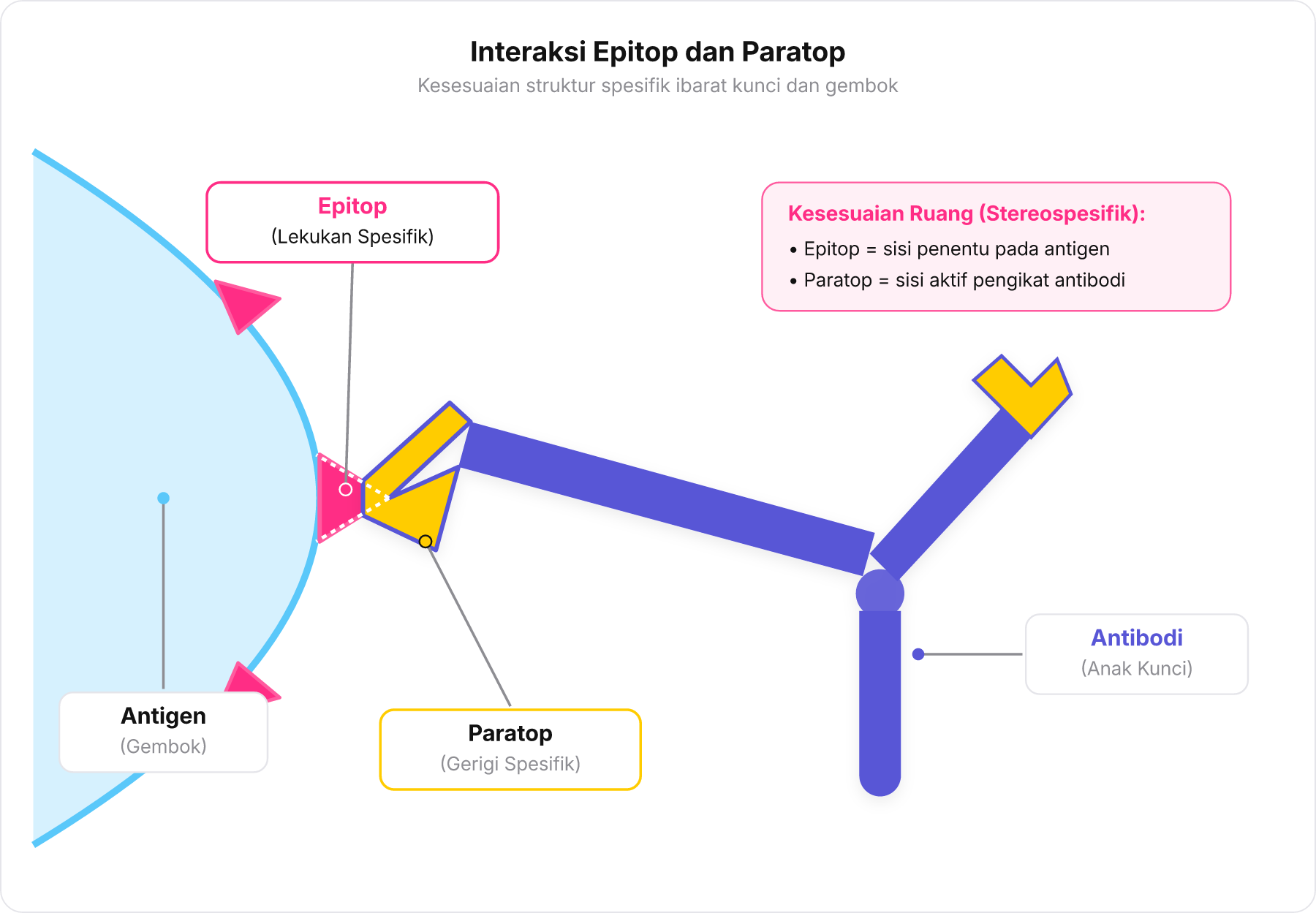 Diagram skematik interaksi antigen dengan antibodi berlabel Epitop dan Paratop