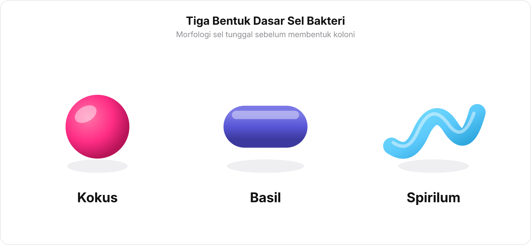 Diagram perbandingan tiga bentuk dasar sel tunggal bakteri: kokus, basil, dan spirilum secara berdampingan.