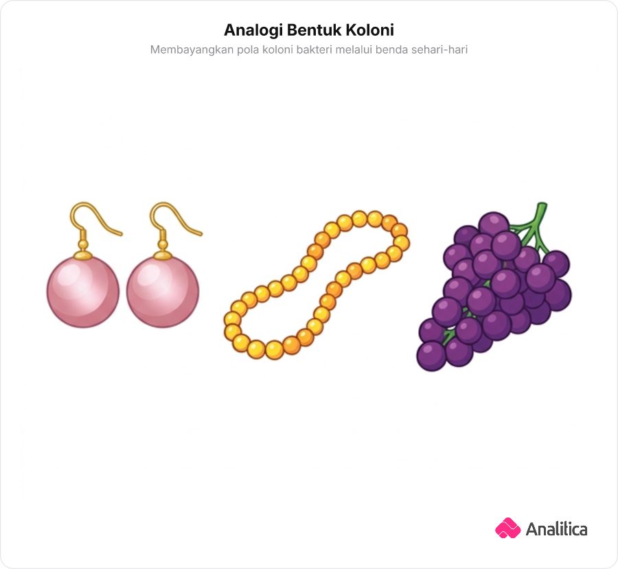 Ilustrasi tiga objek sehari-hari yang menggambarkan susunan koloni bakteri: sepasang anting bola, kalung untaian mutiara, dan setangkai buah anggur.