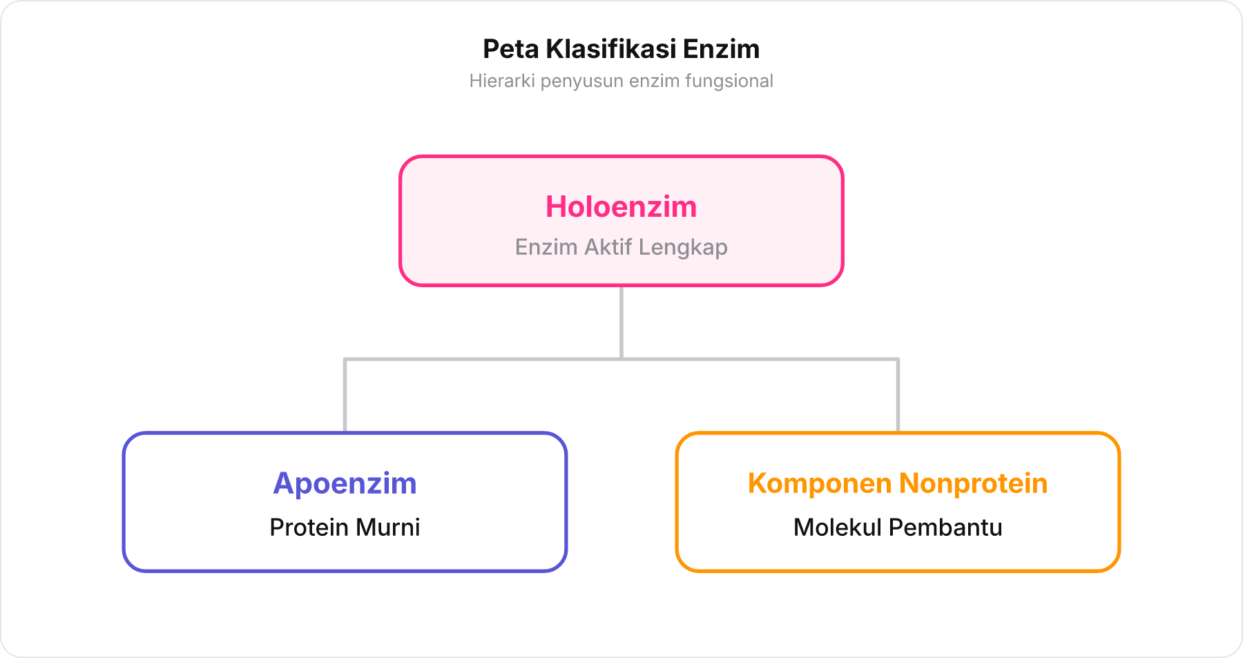 Diagram pohon klasifikasi holoenzim menjadi apoenzim dan komponen nonprotein