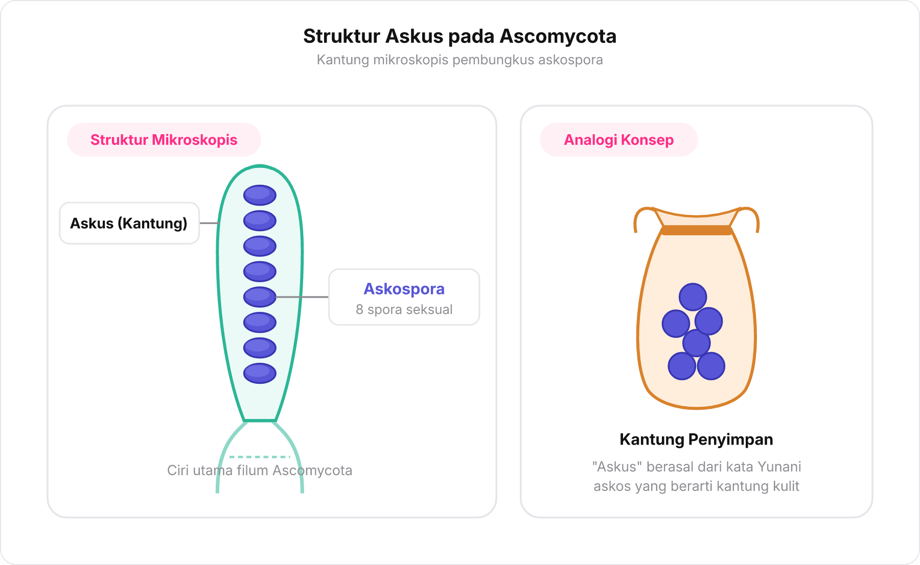 Diagram struktur askus berbentuk kantung yang membungkus delapan askospora di dalamnya.
