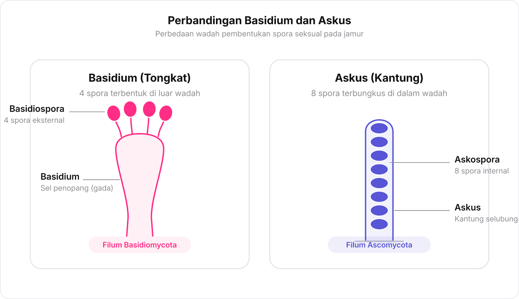 Perbandingan visual antara Basidium berbentuk tongkat dengan 4 spora di luar versus Askus berbentuk kantung dengan 8 spora di dalam.