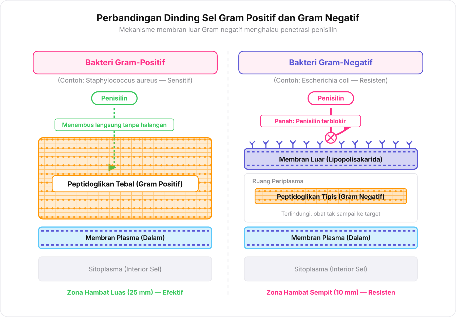 Diagram skematis perbandingan dinding sel bakteri Gram positif dan Gram negatif beserta jalur penisilin