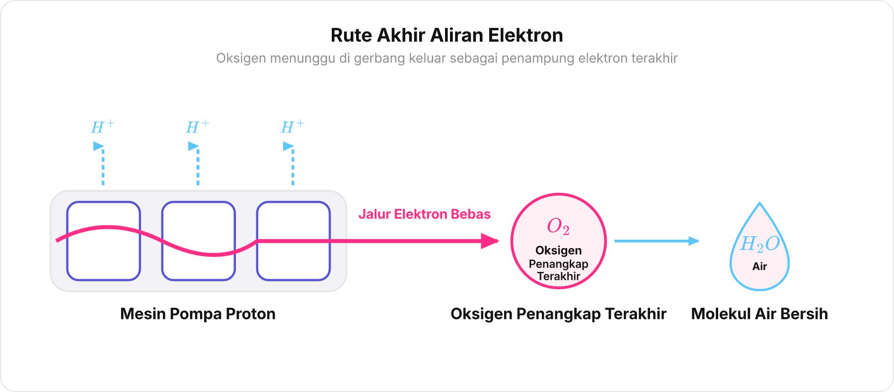 Diagram skematik aliran rantai transpor elektron menuju oksigen sebagai akseptor elektron terakhir membentuk molekul air