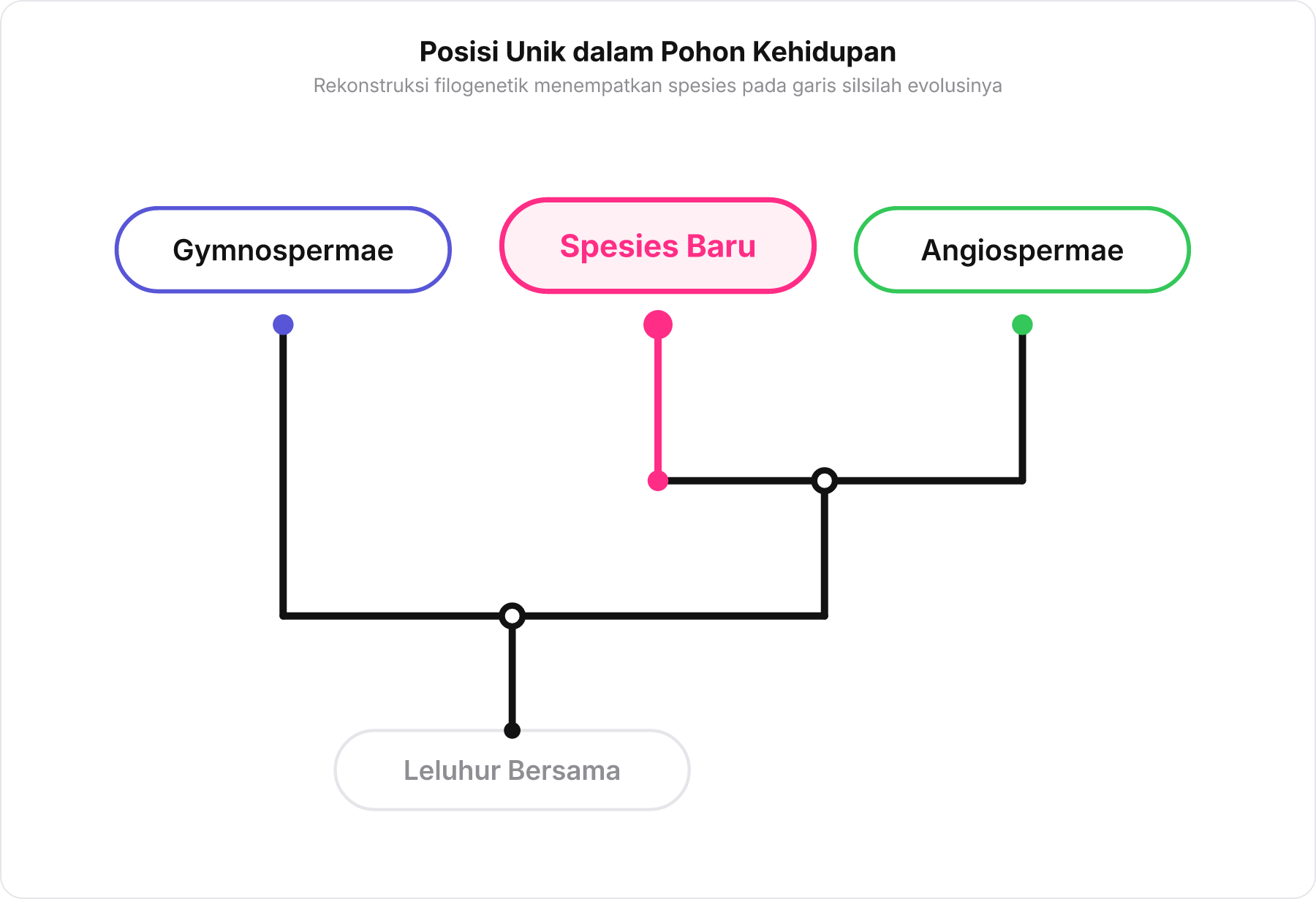 Diagram pohon filogenetik sederhana yang menunjukkan posisi spesies baru di antara Gymnospermae dan Angiospermae.