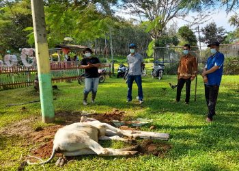 Karyawan PTPN III (Persero) Kebun Gunung Para, Kecamatan Dolok Merawan, Kabupaten Serdang Bedagai berkurban 58 ekor hewan kurban