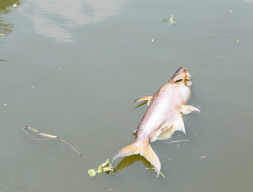 Kematian Massal Ikan di Kali Bekasi: Dugaan Pencemaran Air, Dampak Lingkungan, dan Pentingnya Pengelolaan Limbah