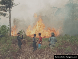 Karhutla di Taman Nasional Tanjung Puting Meningkat, Habitat Orangutan Terancam