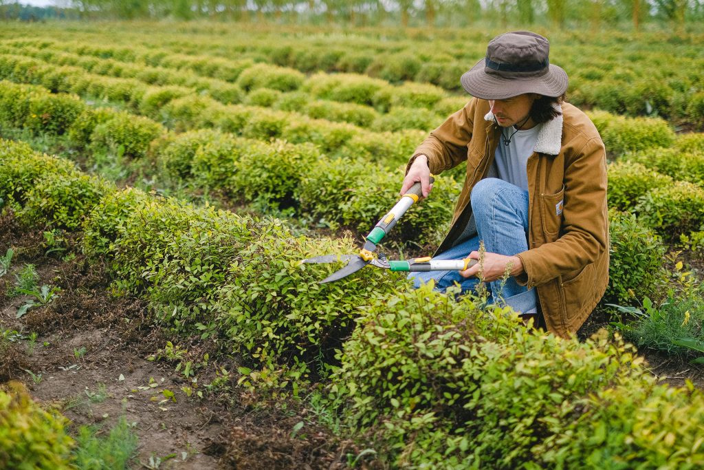 https://www.pexels.com/id-id/foto/pria-bidang-semak-belukar-5231140/