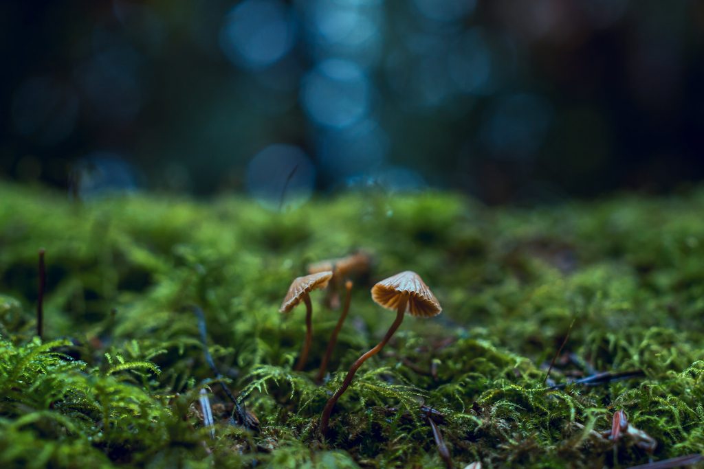 https://www.pexels.com/id-id/foto/foto-close-up-jamur-1643403/