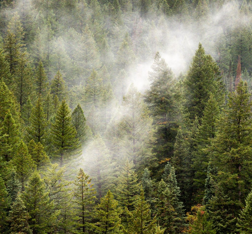 https://www.pexels.com/id-id/foto/pandangan-mata-burung-alam-hutan-pohon-3975366/