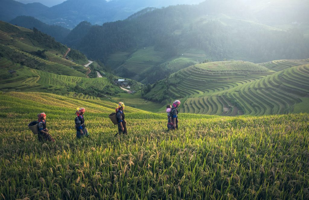 https://www.pexels.com/id-id/foto/orang-orang-di-teras-sawah-235925/