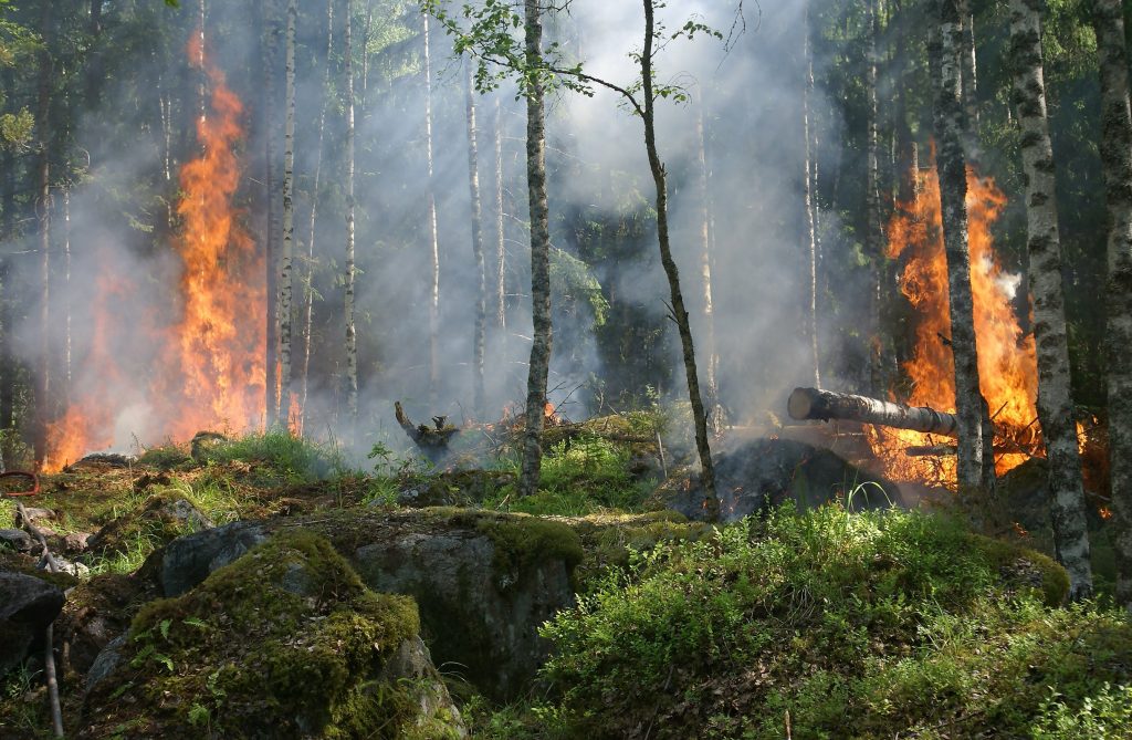 https://www.pexels.com/id-id/foto/hutan-kebakaran-51951/