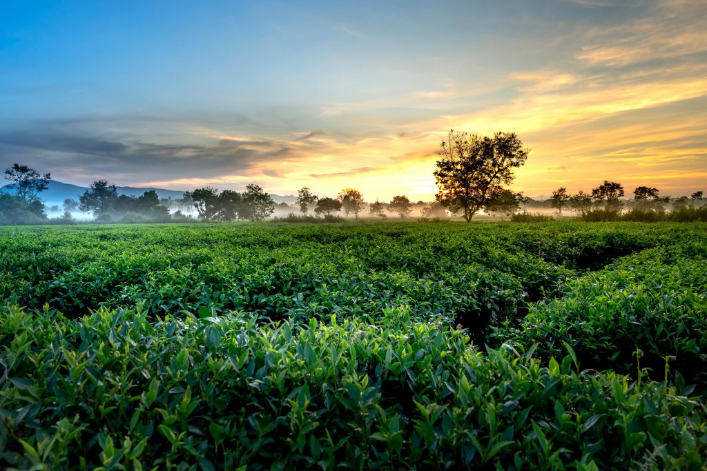 https://www.pexels.com/id-id/foto/kebun-teh-hijau-selama-golden-hour-2582652/